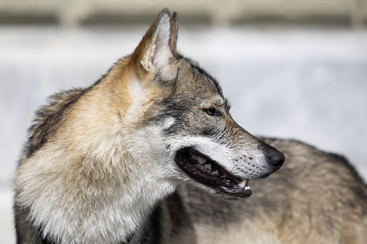 Ein Tschechischer Wolfshund wohnt der Einreichung einer Petition gegen den Wolfsabschuss bei, am Donnerstag, 28. September 2023, in Bern. (KEYSTONE/Peter Klaunzer)
