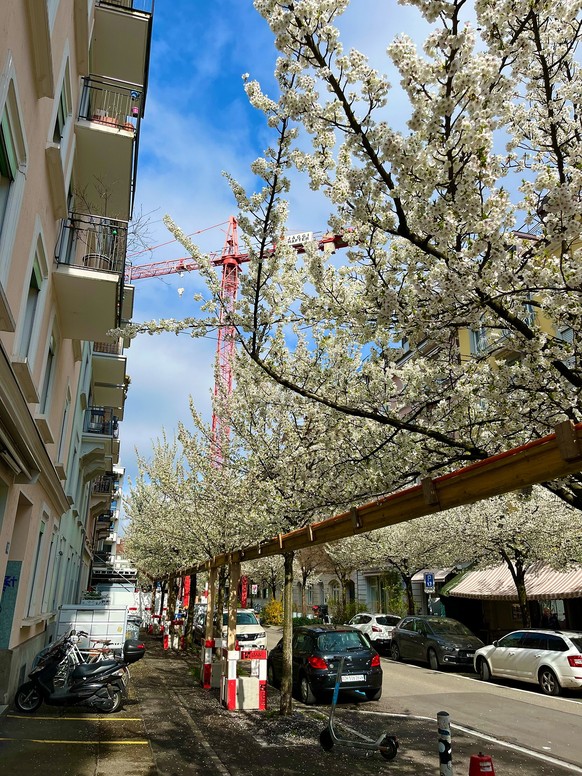 Kirschblüten Rauszeit Zürich Zentralstrasse Frühling 2024 (19. März 2024) Schweiz