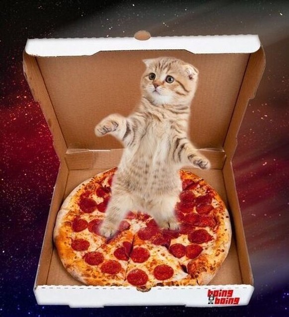 Katze, pizza