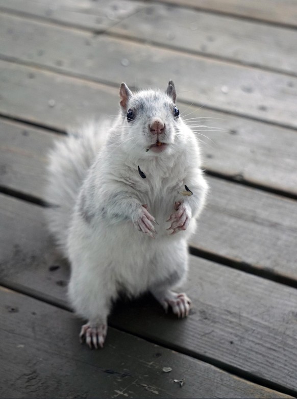 cute news tier eichhörnchen

https://www.reddit.com/r/squirrels/comments/12iu3v8/nom_nom_nom_can_i_has_more_pwetty_pwease/