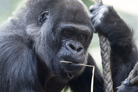 Die Gorilla-Dame Goma im Zoo in Basel am Dienstag, 23. September 2014. Goma feiert ihren fuenfundfuenfzigsten Geburtstag. Als erster in einem europaeischen Zoo geborener Gorilla wurde Goma der Lieblin ...