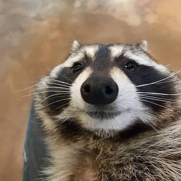 25 herzige Tiere, die dir das Weekend versüssen
Ich, wenn ich die Kamera öffne und noch die Frontkamera aktiv ist.