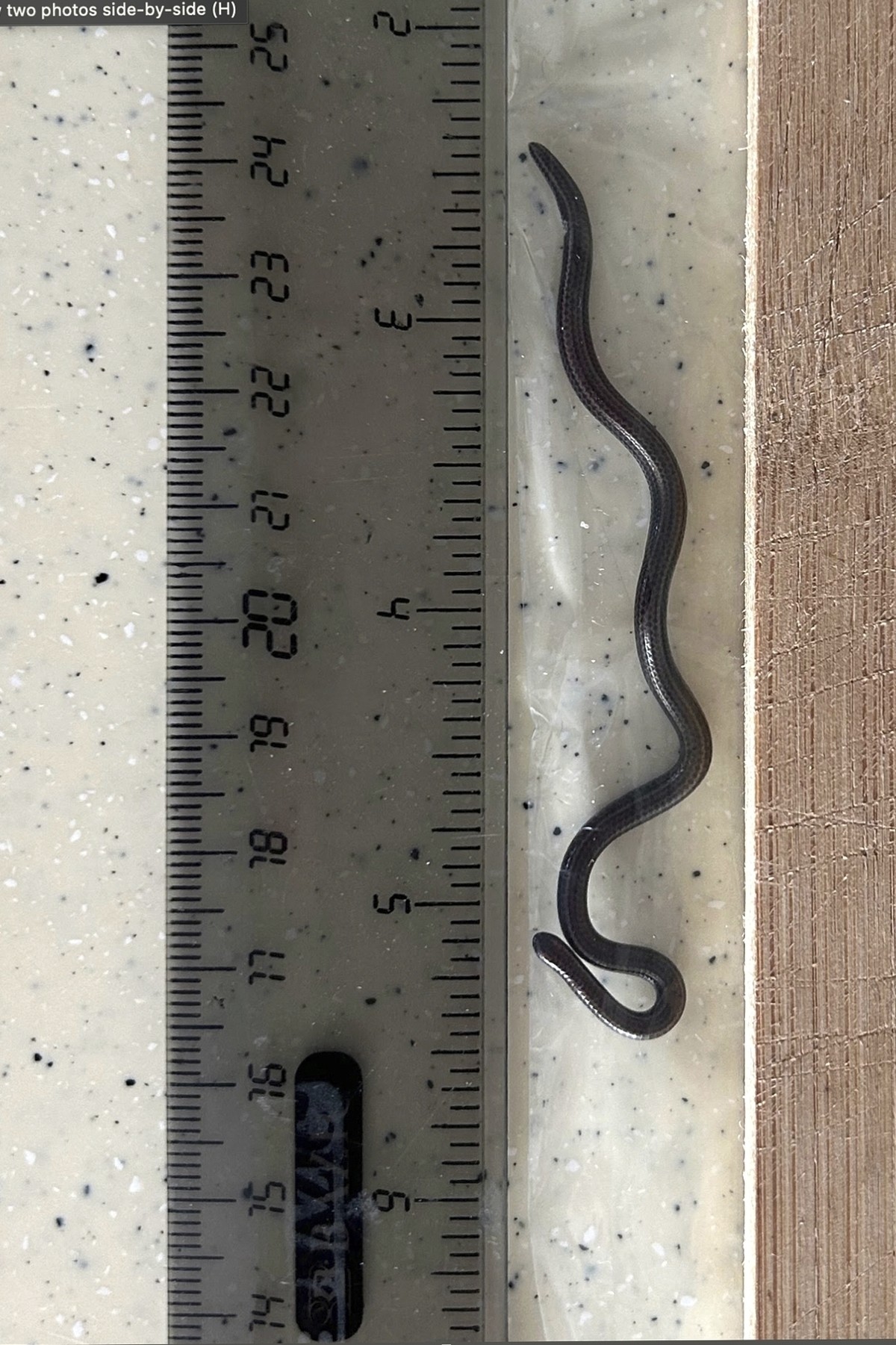 This photo provided by Re:wild shows the Barbados threadsnake next to a ruler, in the Scotland District of St. Andrew, Barbados, Thursday, March 20, 2025. (Connor Blades/Re:wild via AP)
Barbados Redis ...