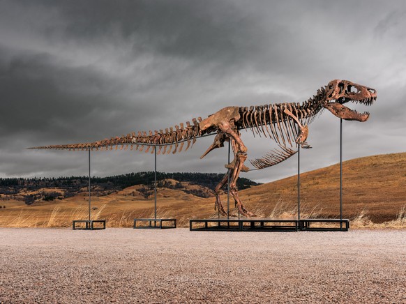 This undated photo provided by Sotheby's on Tuesday, July 14, 2026, shows "Gus," one of the largest and most complete Tyrannosaurus rex specimens ever discovered. (Matthew Sherman/Sothe ...