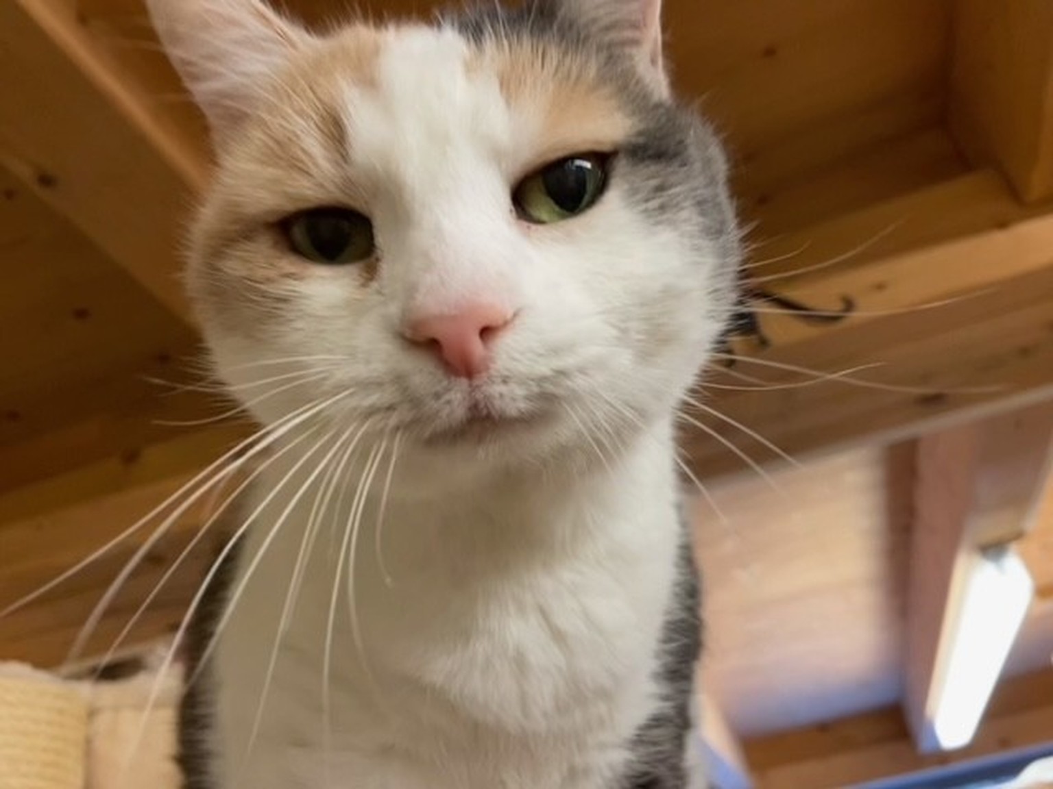 Tialda nimmt es mit den Katzenkistchen nicht immer so genau...