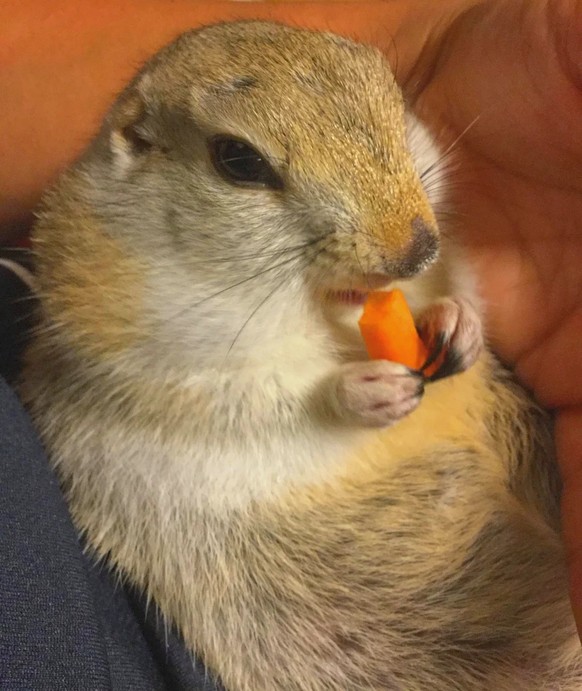 cute news tier 

https://ch.pinterest.com/pin/623678248381118551/