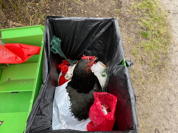 Lebendes Huhn in Robidog entsorgt Kapo Zug