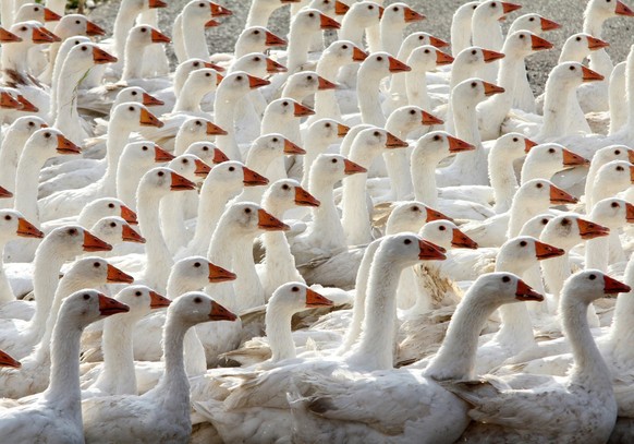 epa02970568 A photograph made available on 18 October 2011 shows grey geese of the agricultural company Landi being herded into a stables in Veckenstedt, Germany, 17 October 2011. Landi farms 6,500 to ...