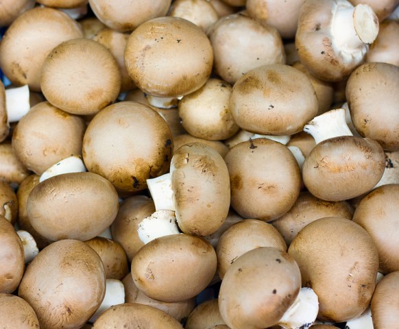 swiss mushroom champignon pilz essen food gemüse