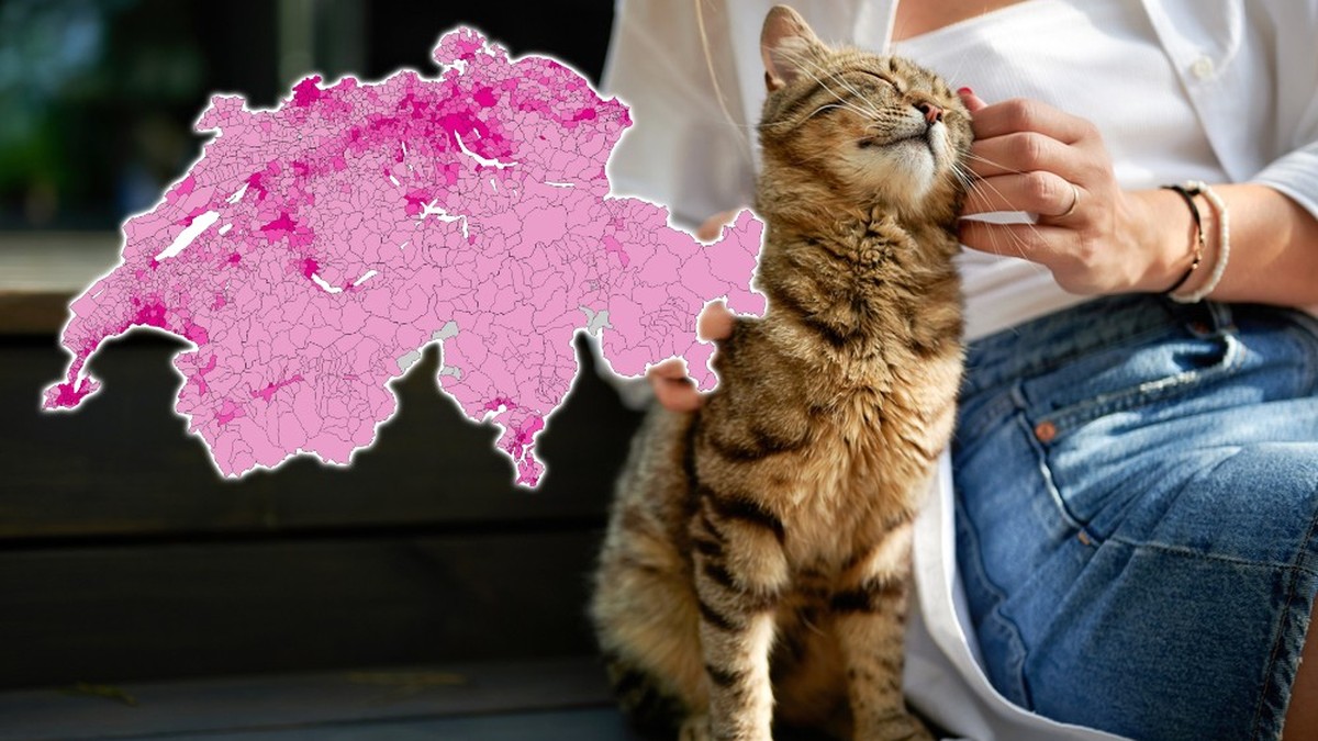 Das-sind-die-Schweizer-Katzen-Hotspots-so-viele-leben-in-deiner-Gemeinde