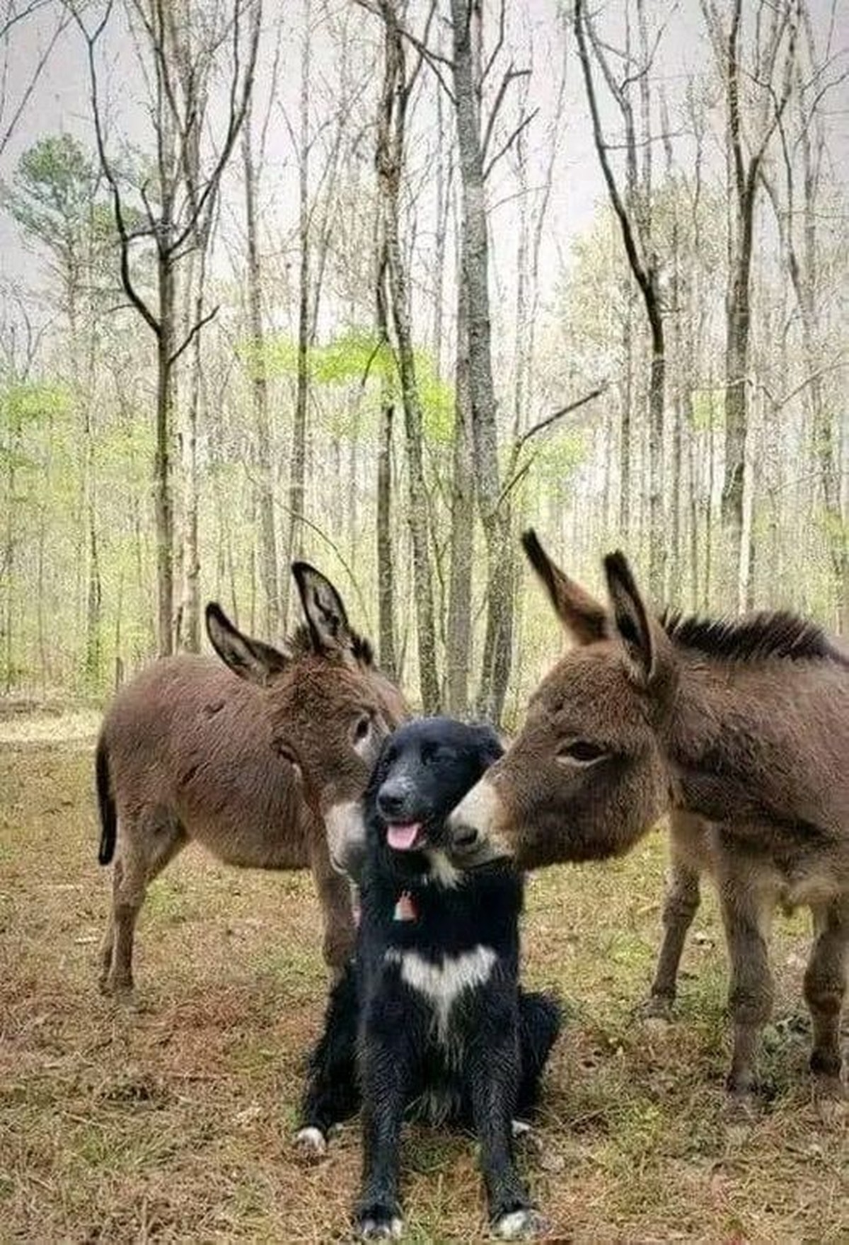 cute news tier hund esel

https://ch.pinterest.com/pin/1121888957176829551/