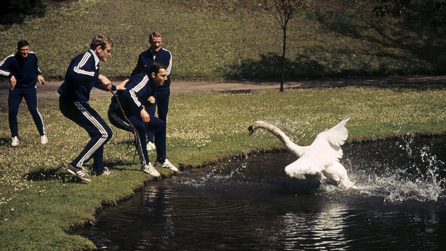 Bildnummer: 03410665 Datum: 26.04.1967 Copyright: imago/Pfeil
Torwart Sepp Maier (vorn li.), Rainer Ohlhauser (re.), Werner Olk (hi.re.) und Hans Rigotti (alle Bayern) werden von einem Schwan angegrif ...