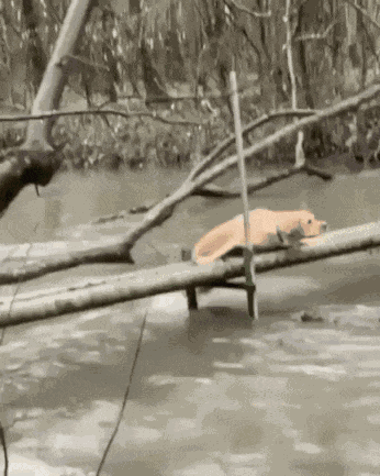 Animiertes GIF