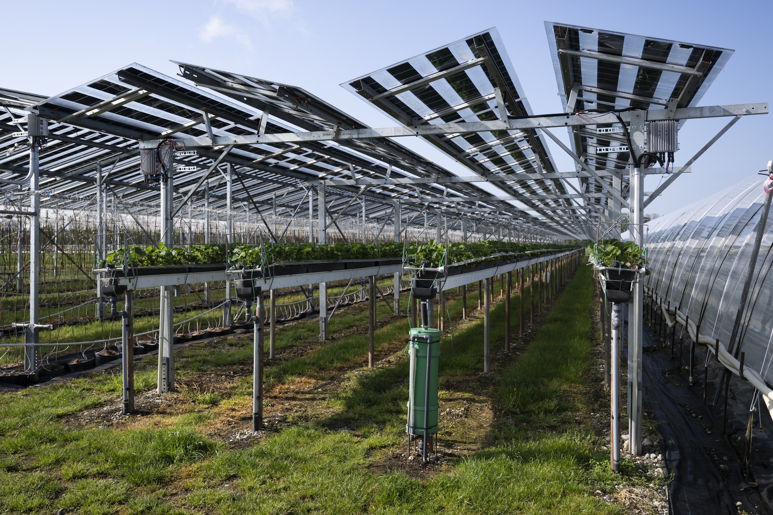 Solarpaneele bedecken Beerenkulturen waehrend einem Rundgang durch die Anlage von Beerenland AG auf Medienveranstaltung zum Thema: &quot;Beeren und Energie: so funktioniert Agri-PV&quot;, am 2. Mai 20 ...