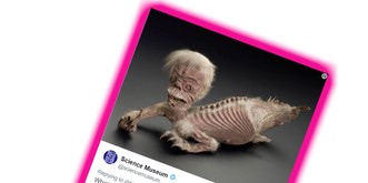 Auf Twitter haben sich gerade zwei Museen gebattelt – und es ist ziemlich ausgeartet