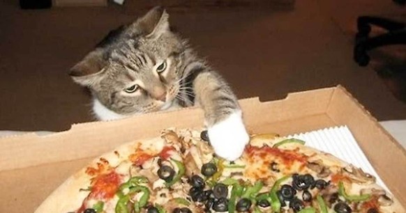 Katze, pizza