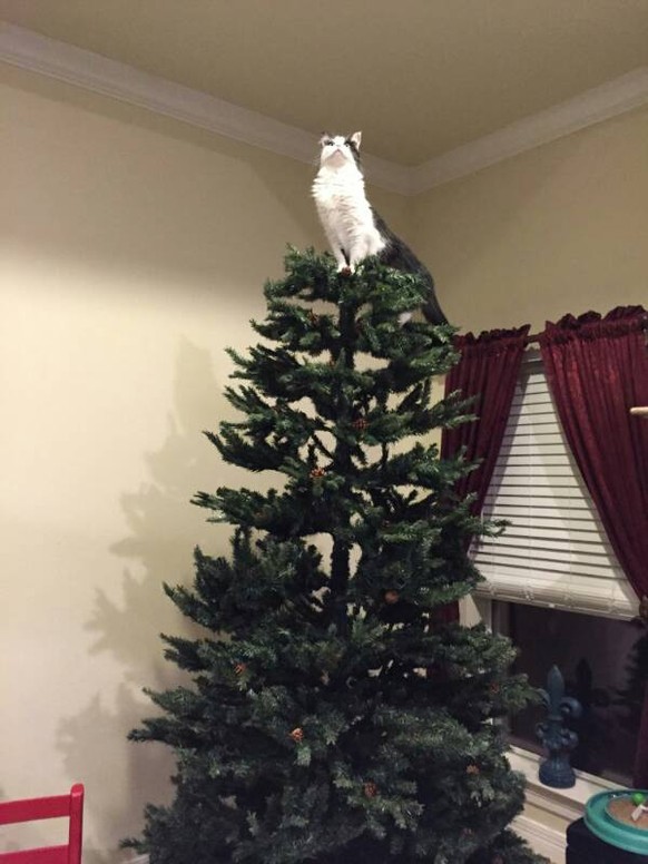 Katze, Tannenbaum
https://imgur.com/gallery/0JxLTMV