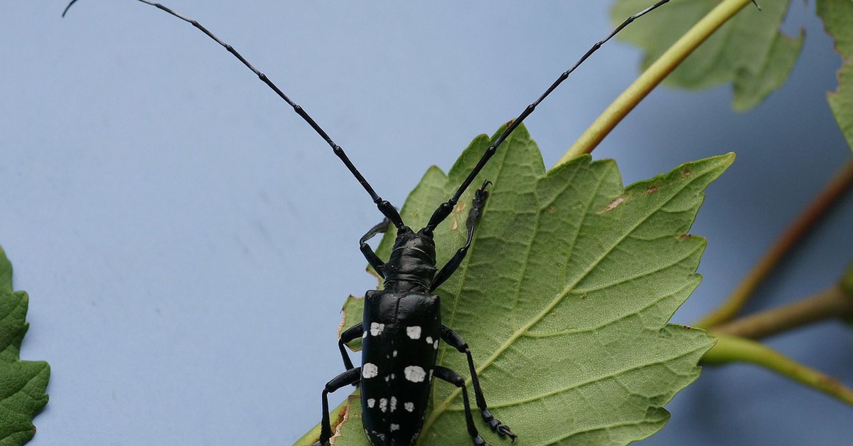 Asiatischer-Laubholzbockk-fer-in-Zell-einmal-nachgewiesen