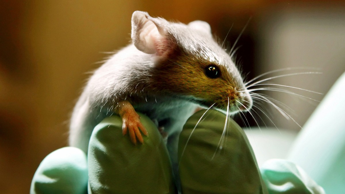 Eine Maus sitzt am 24. Januar 2006 auf der Hand eines Angestellten in einem Labor fuer Tierversuche in Bar Harbor, USA. Am Freitag, 24. April 2009, ist "Internationaler Tag des Versuchtieres&quot ...
