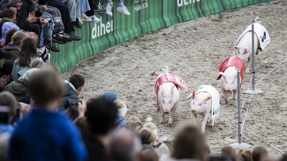 Traditionelles Saeuli-Rennen bei der Eroeffnung der 81. OLMA Schweizer Messe fuer Landwirtschaft und Ernaehrung, am Donnerstag, 10. Oktober 2024, in St. Gallen. Die Messe dauert bis 20. Oktober. (KEYS ...
