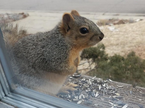 cute news animal tier eichhörnchen squirrel

https://www.reddit.com/r/squirrels/comments/sxk84g/what_a_cute_little_fresh_face/