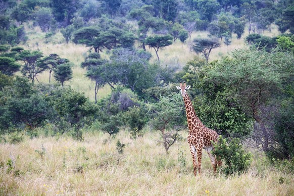 Creative Highlights World Maasai giraffe Giraffa camelopardalis tippelskirchi in bush Akagera National Park, Rwanda, Africa *** Maasai Giraffe Giraffa camelopardalis tippelskirchi in Bush Akagera Nati ...