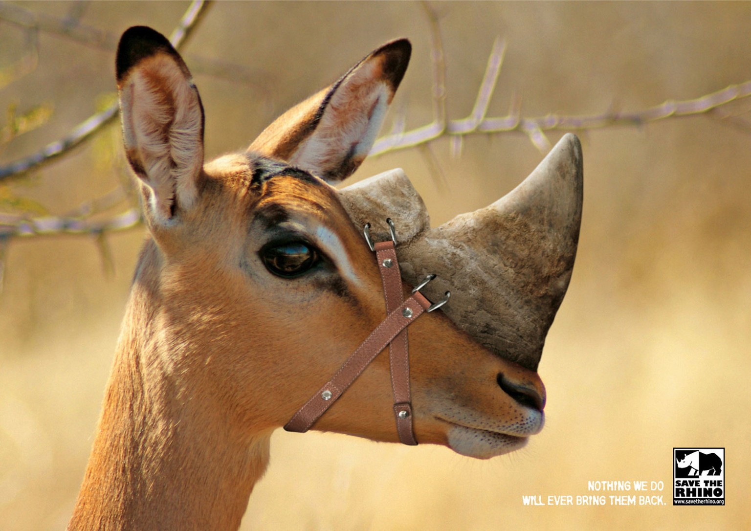 Um auf das Aussterben der Nashörner aufmerksam zu machen, hat der südafrikanische Tierschutzverein «Save The Rhino» eine Antilope, ein Zebra und eine Giraffe «gehörnt».&nbsp;