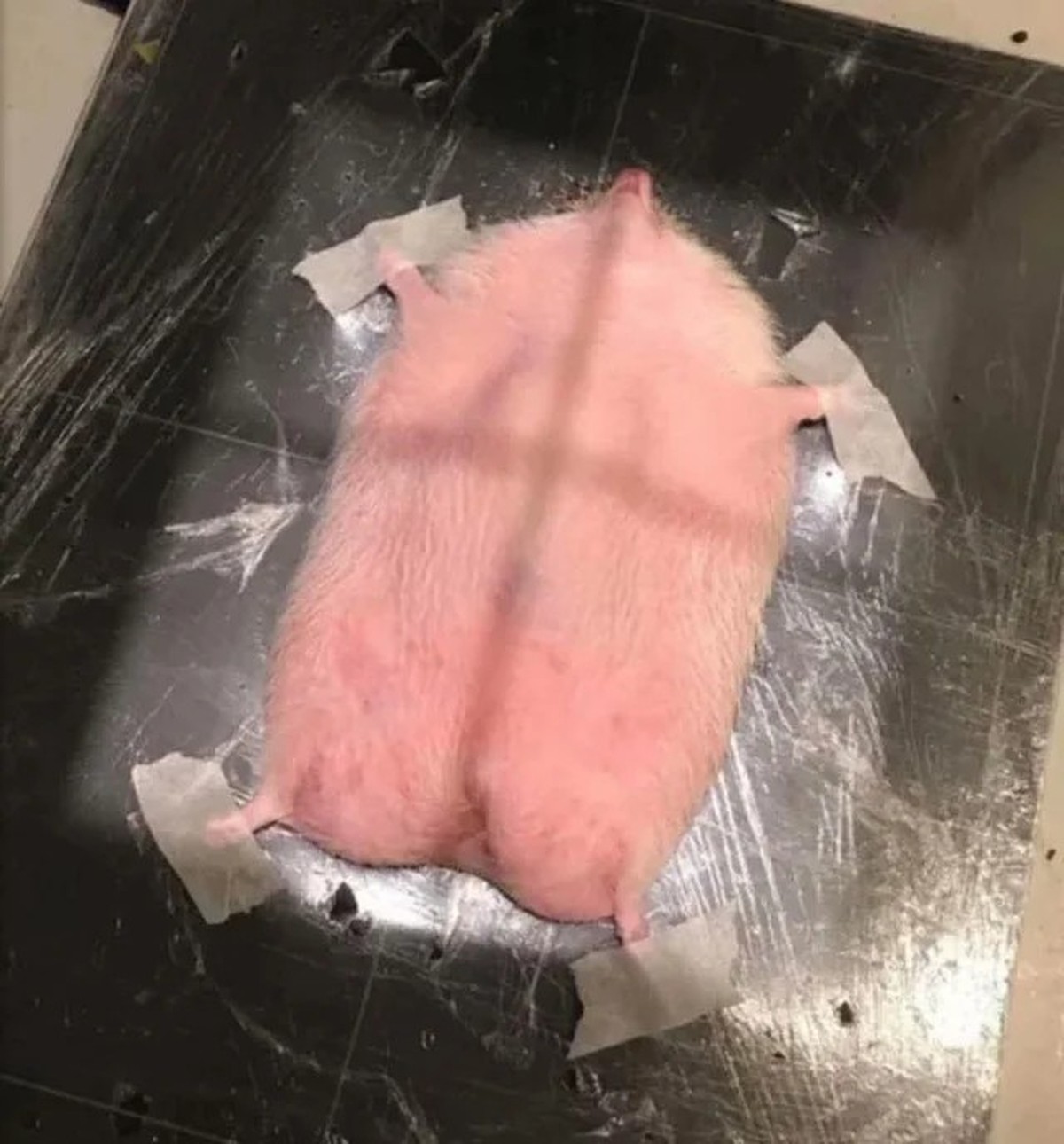 cute news tier 

https://www.reddit.com/r/Damnthatsinteresting/comments/1kbzx09/some_of_my_favorite_images_of_animals_getting_ct/#lightbox