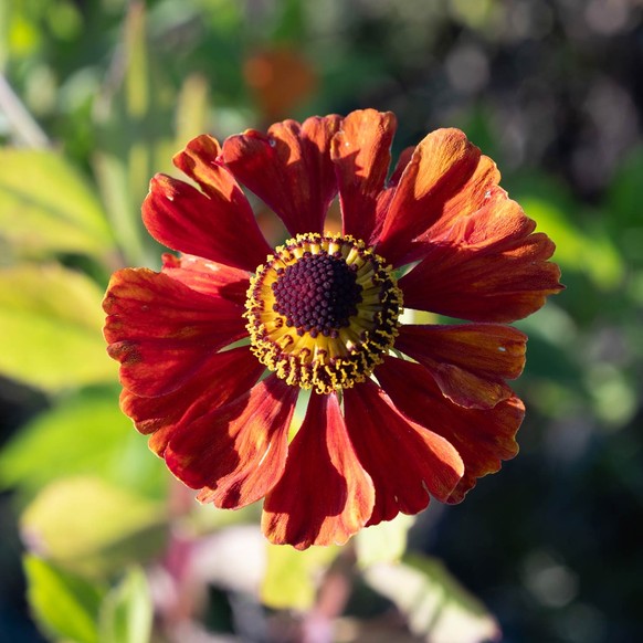 Garten-Sonnenbraut (Helenium x cultorum)
