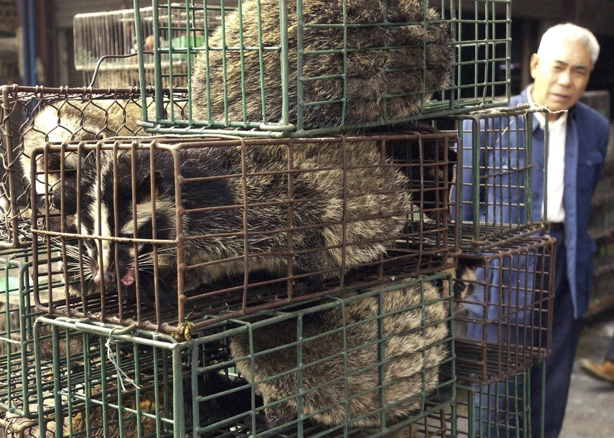 FILE - In this Jan. 5, 2204, file photo, a man looks at caged civet cats in a wildlife market in Guangzhou, capital of south China's Guangdong Province, China. Nearly two decades after the disast ...