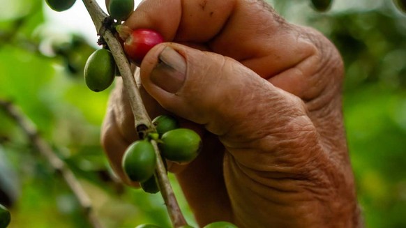 Fingerspitzengefühl: Die Kaffeekirschen werden von Hand geerntet.