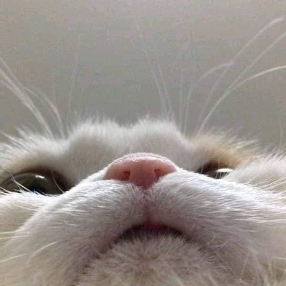 cute news animal tier katze cat

https://imgur.com/t/aww/1EzIIyM