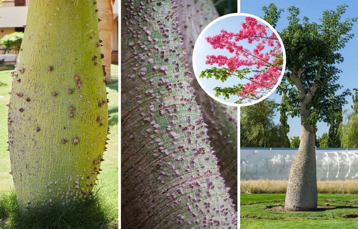 Ceiba speciosa.
