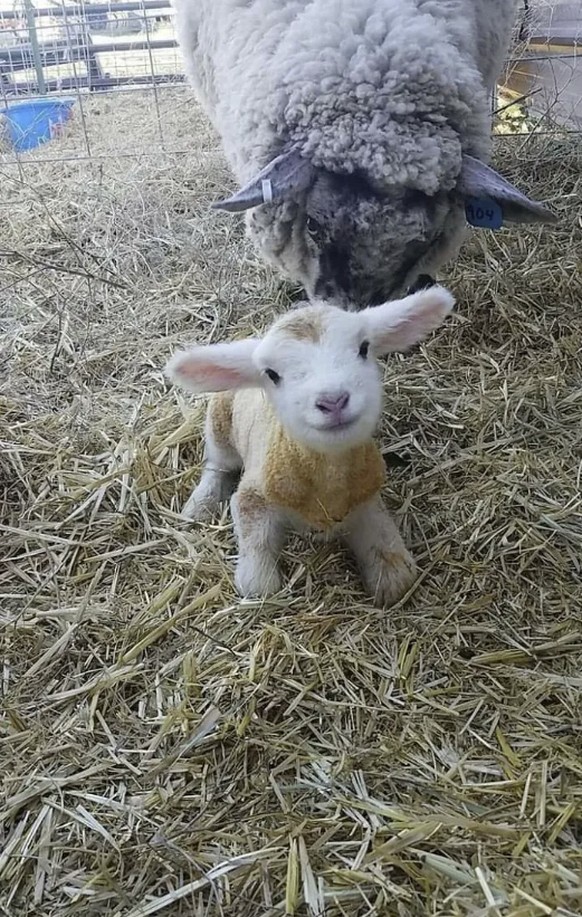 Cute News: Herziges Lamm