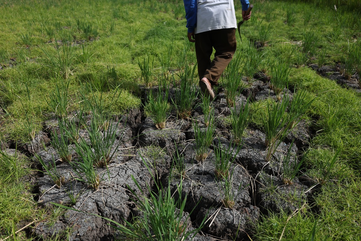 epa13201760 Cracks are seen in the rice fields due to the long drought in Darul Imarah, Aceh Besar, Indonesia, 31 August 2026. Aceh Meteorological Station (BMKG) has issued a public warning that most  ...