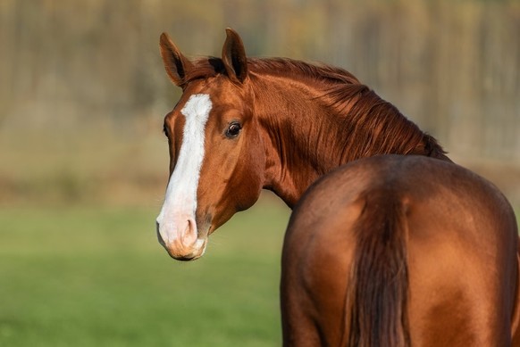 Pferd Shutterstock horse