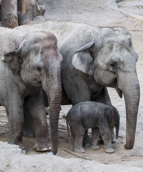 The new born elephant-calf enters with his mother the public in the Zurich Zoo, on Saturday, February 25, 2017. (KEYSTONE/Ennio Leanza)

Das heute Morgen geborene Kuh-Kalb tritt mit seiner Mutter in d ...