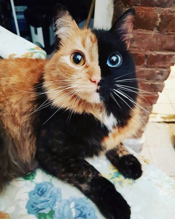 cute news tier katze

https://ch.pinterest.com/pin/1121888957198535372/