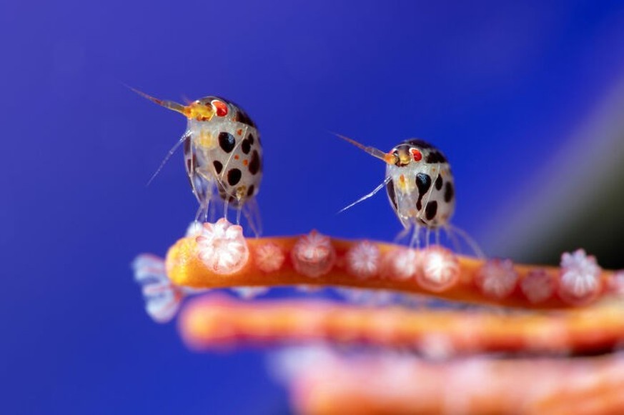 2025 Ocean Photographer Of The Year Awards