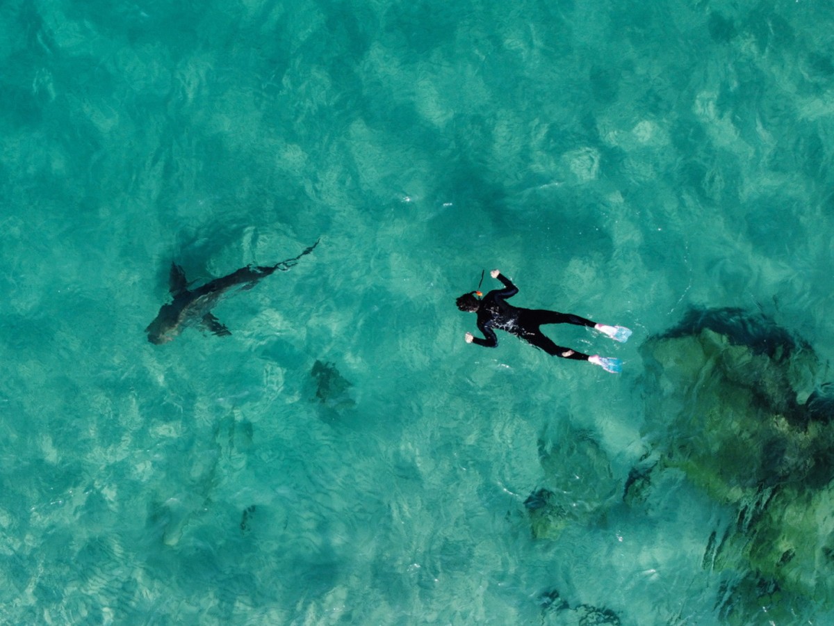 Un requin d'une esp