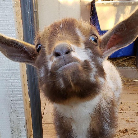 Cute News: Die herzigsten Tierbilder aus dem Internet.