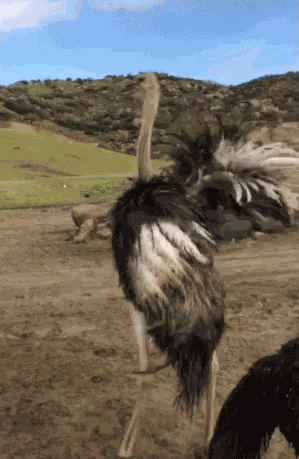 Animiertes GIF
