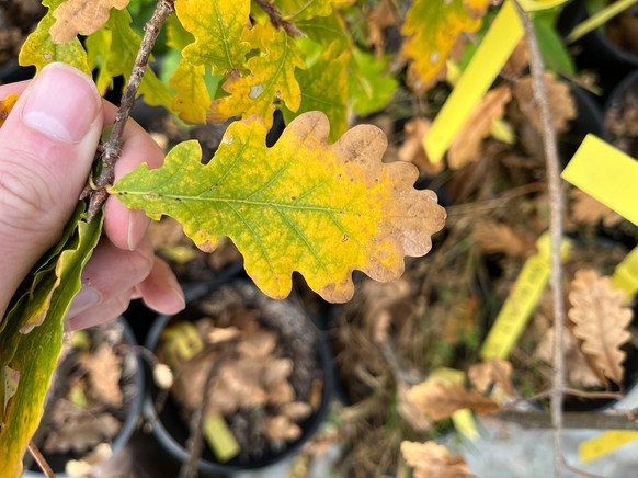 Hier zieht die Eiche im Herbst kontrolliert die Nährstoffe aus dem Blatt zurück.