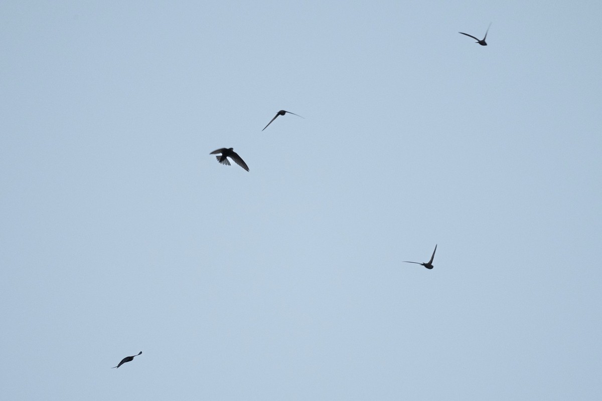 Mauersegler fliegen am Abend durch den Himmel ueber Zuerich und jagen Insekten, fotografiert am Dienstag, 2. Juni 2025. (KEYSTONE/Gaetan Bally)
