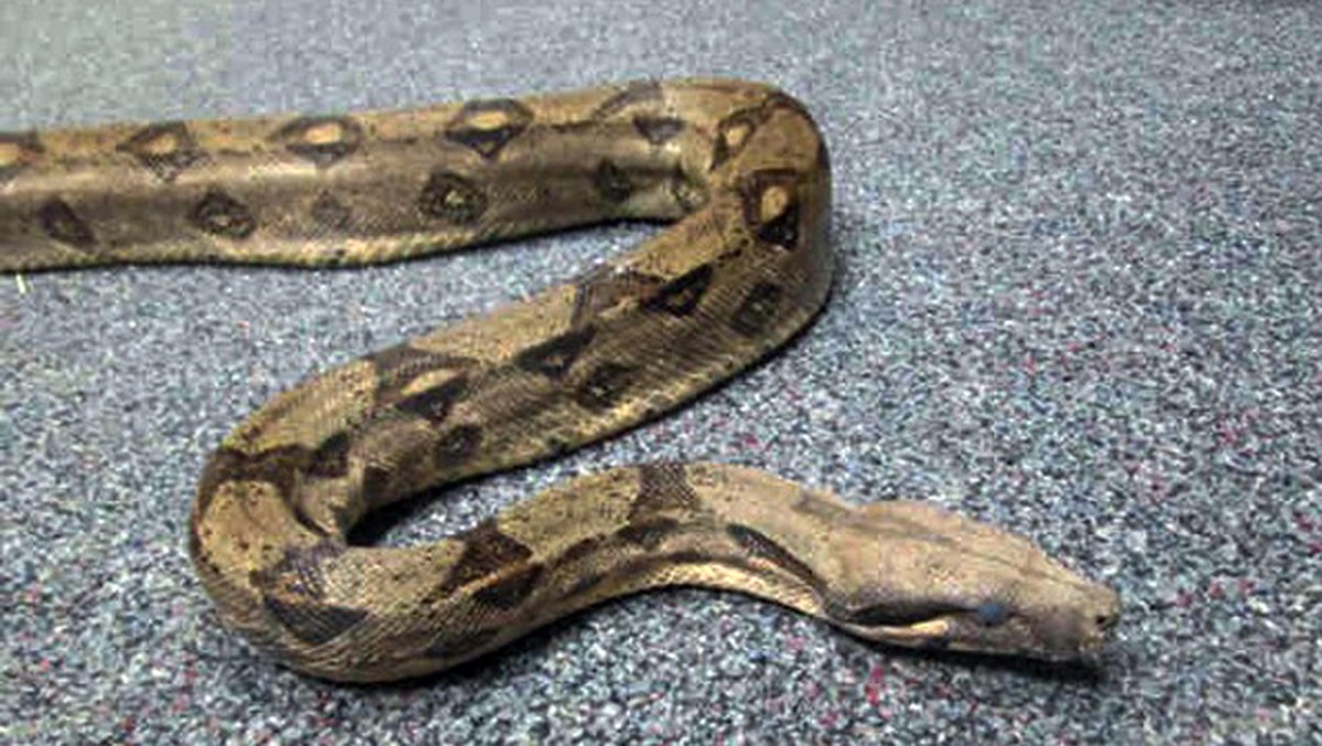 This Sept. 19, 2014 photo provided by the San Diego County Department of Animal Services shows a boa constrictor that has been seized from a man in San Diego, Calif. Authorities said Wednesday, Sept.  ...