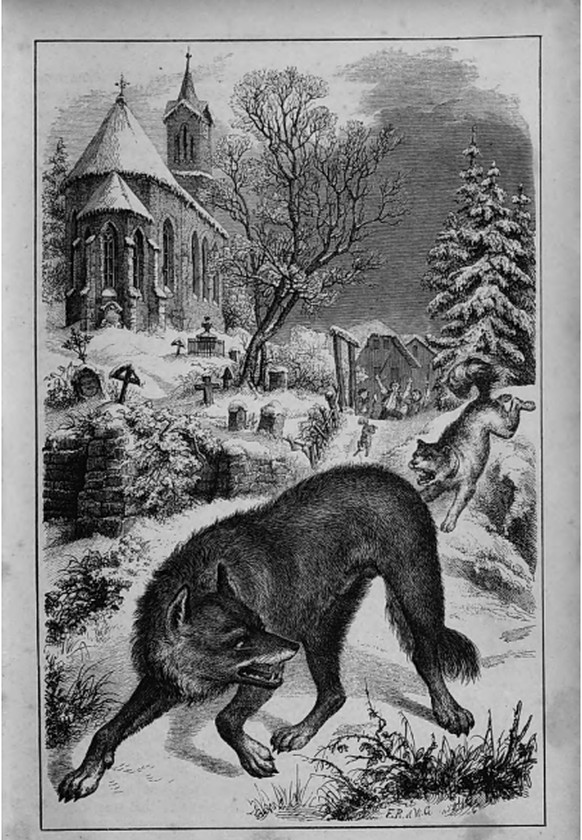 Darstellung eines Wolfs in Friedrich von Tschudis «Die Thierwelt der Alpen» (1860).