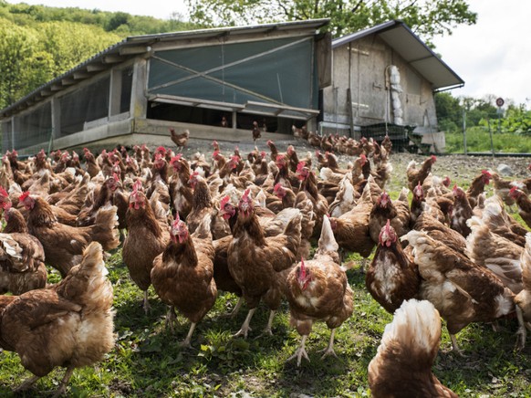 H�hner, namentlich Legehennen, sind die einzigen Nutztiere, deren Bestand in der Schweiz letztes Jahr zugenommen hat. (Symbolbild)