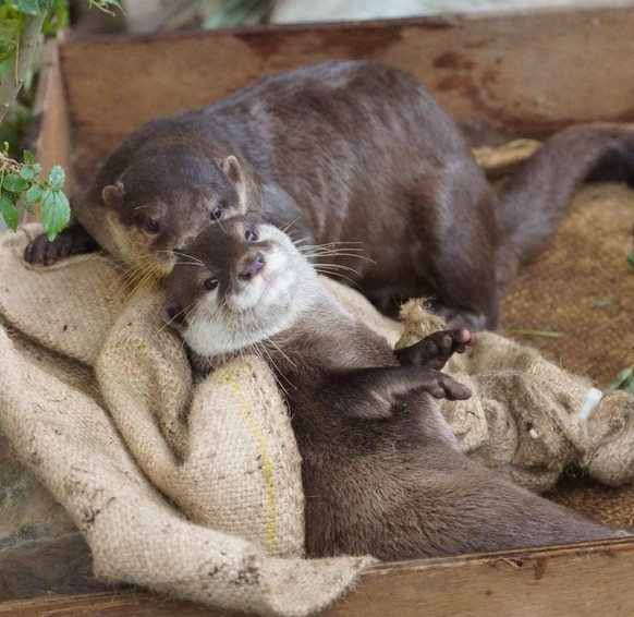 cute news animal tier otter

https://www.reddit.com/r/Otters/comments/qq4lgd/_/