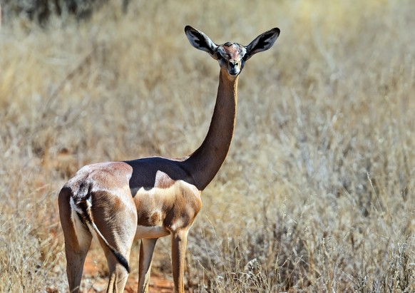 Giraffenantilope