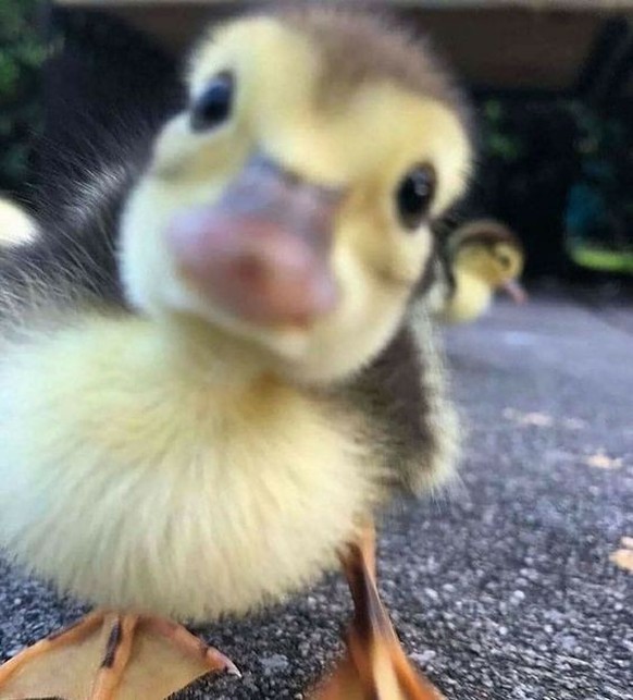 cute news tier ente

https://ch.pinterest.com/pin/703756187417535/